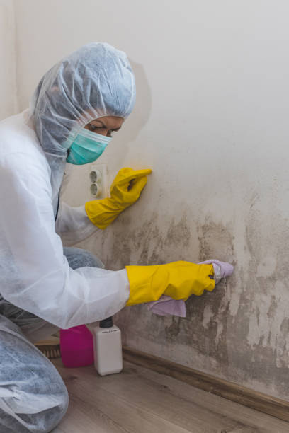 Best Mold Removal for HVAC Installations  in Fort Lewis, WA