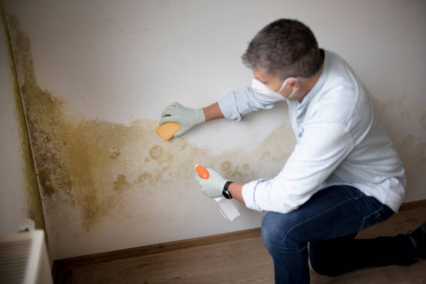 Best Mold Odor Removal Services  in Fort Lewis, WA