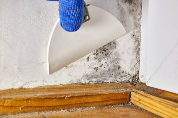 Best Mold Remediation for Healthcare Facilities  in Fort Lewis, WA