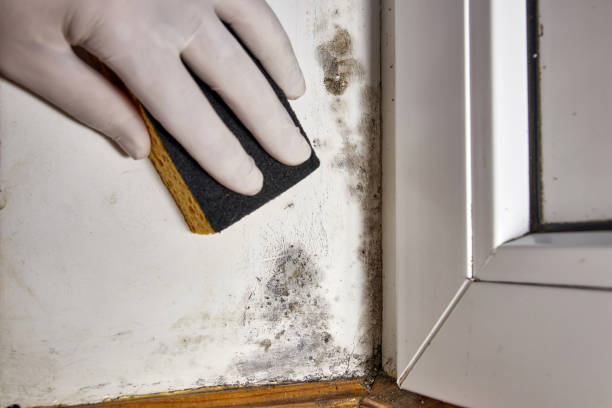 Best Mold Remediation for Healthcare Facilities  in Fort Lewis, WA